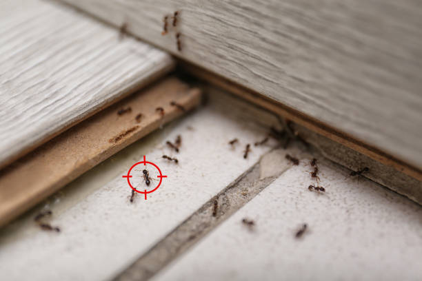 Best Wasp Removal Services  in Canal Fulton, OH