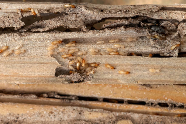 Best Local Pest Control Services  in Canal Fulton, OH